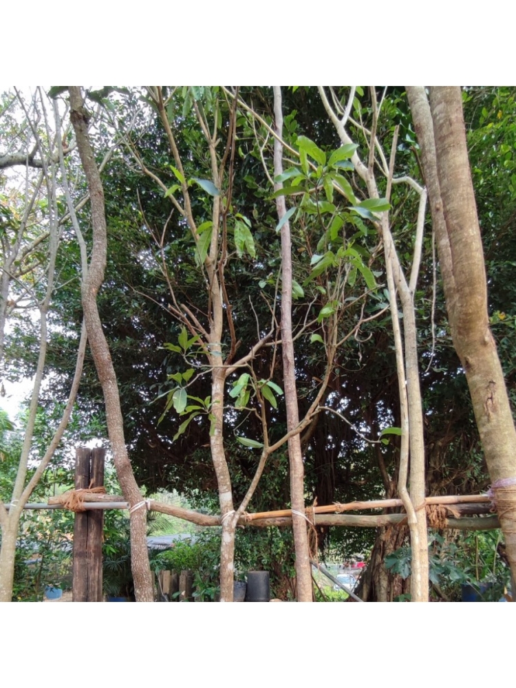 ALPONSU (Mangifera indica) (tjc)